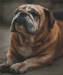 (image for) Babe - Bulldog